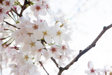 春の風物詩・満開の桜の花