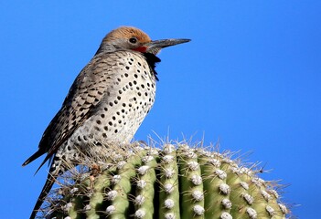 Gilded Flicker Woodpecker on Cactus