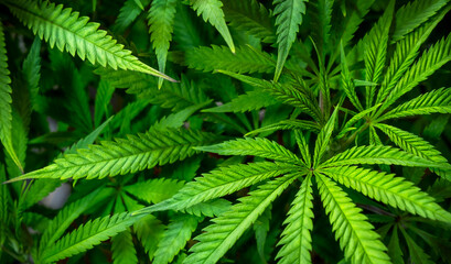 Fototapeta na wymiar Cannabis leaves natural background