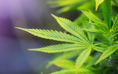 Fresh cannabis leaves close-up