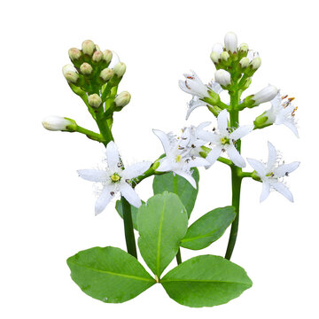 Menyanthes trifoliata (Buckbean) Native North American Wetland Wildflower Isolated on White Background