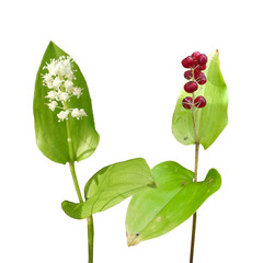 Canada Mayflower (Maianthemum canadense) Blooming Flower and Fruiting Berry Isolated on White...