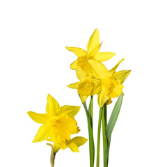 Fototapeta na wymiar yellow daffodils isolated on white