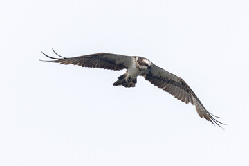 The beautiful flight characteristics of Brahminy Kite, White-bellied Sea-eagle, and Osprey in Thailand.