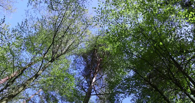 trees with the first foliage in the forest in the spring season, the first foliage on trees in the spring season