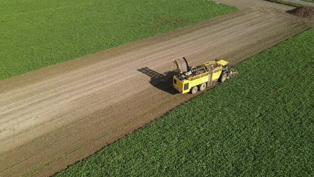 Aerial view of a yellow beet harvester at work in a field, showing the contrast between the harvested rows and the unharvested crops.