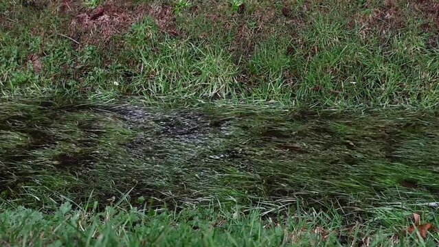 Rainwater running in slow motion in a drainage system ditch filled with green grass after a heavy rain, as a nature background
