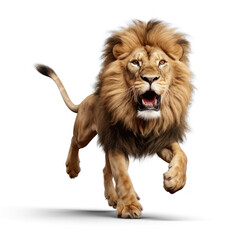 Lion running  on transparency background PNG