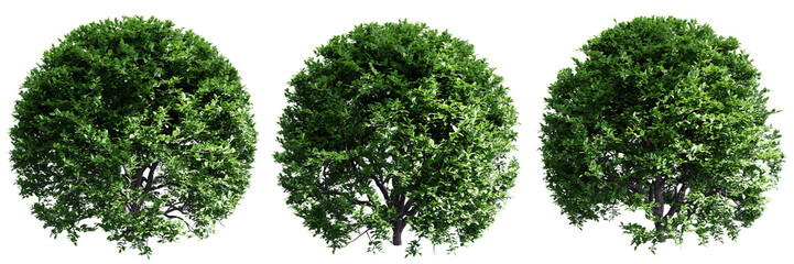 Buxus sempervirens round bush isolate transparent background.3d rendering PNG