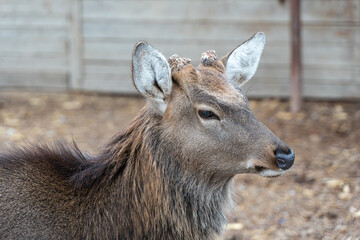 Fototapeta premium Close-up of a deer after its antlers are cut and calcified