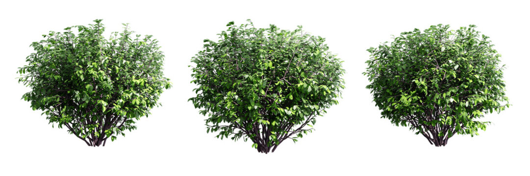 Euonymus isolate transparent background.3d rendering PNG