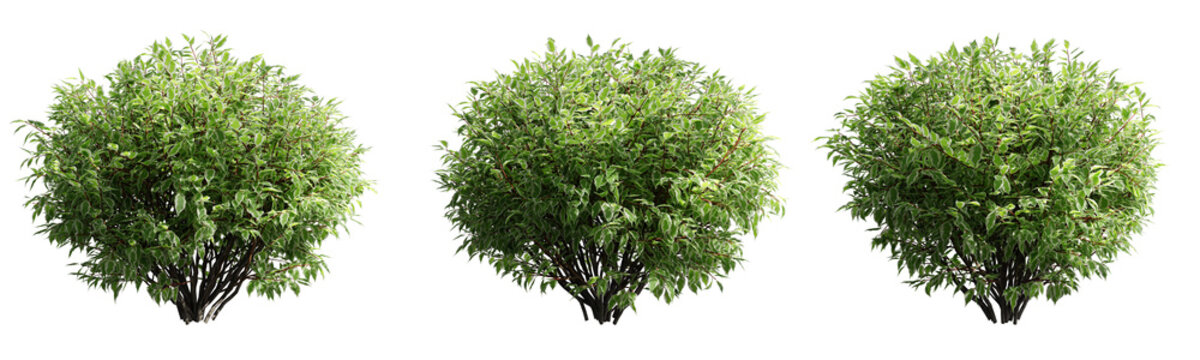 Cornus Alba Elegantissima isolate transparent background.3d rendering PNG