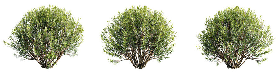 Salix purpurea nana isolate transparent background.3d rendering PNG © Chayanee