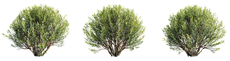 Salix purpurea nana isolate transparent background.3d rendering PNG