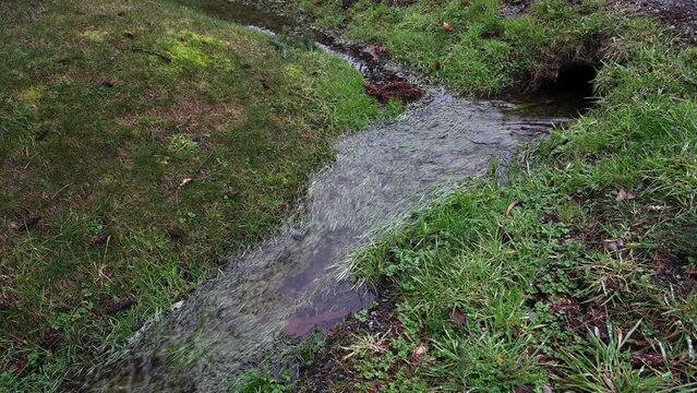 Rainwater running in a drainage system ditch after a heavy rain, healthy green grass and outlet pipe
