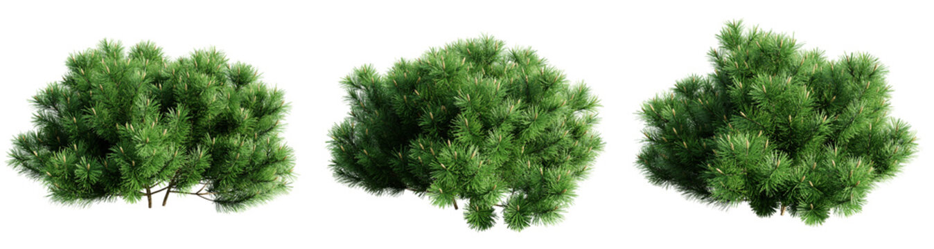 Pinus mugo pumilio isolate transparent background.3d rendering PNG