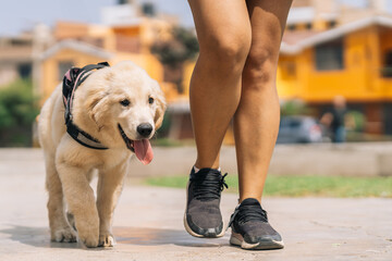 Puppy dog walking without leash next to a woman