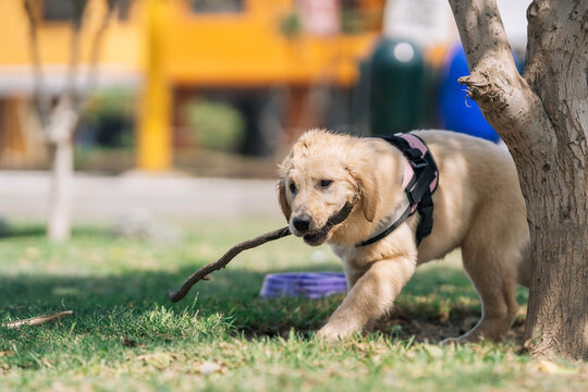 Adorable puppy labrador dog carrying a stick along a park