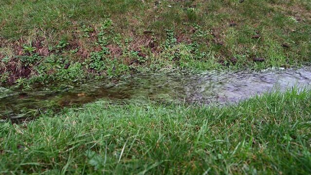 Rainwater running in a drainage system ditch filled with green grass after a heavy rain, as a nature background
