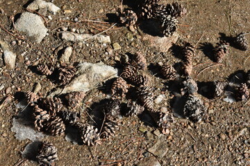 Pine Cones on the Ground in Sunshine Canyon, Colorado