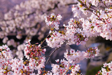 Explosão de Primavera: O Esplendor das Cerejeiras Japonesas