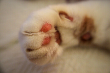 Detalhes Macios: A Pata do Gato em Repouso