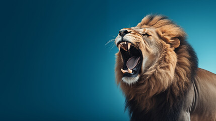 Un lion majestueux rugissant, sur fond bleu, image avec espace pour texte.