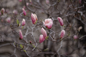 Magnolia flower blossoms in springtime. Magnolia tree with pink flowers.