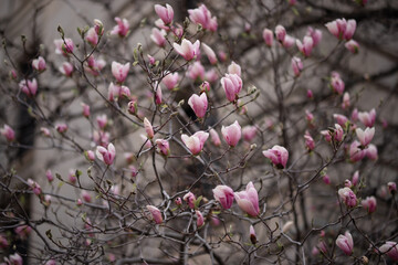 Magnolia tree blossoms in springtime. Beautiful floral background.