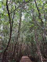 trees in the mangrove forest