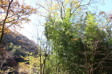 秋の風景　紅葉の木 