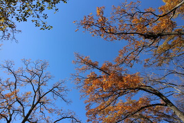 秋の風景　紅葉の木 