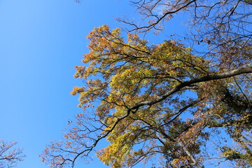 秋の風景　紅葉の木 