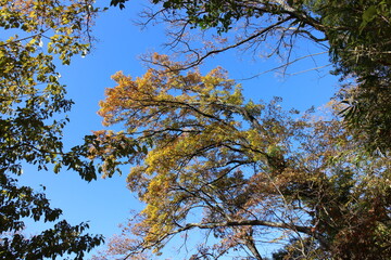 秋の風景　紅葉の木 