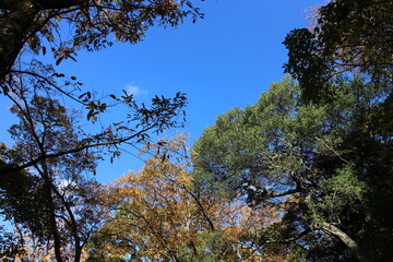 秋の風景　紅葉の木 