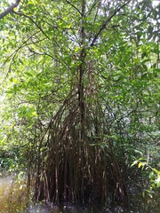 trees in the mangrove forest