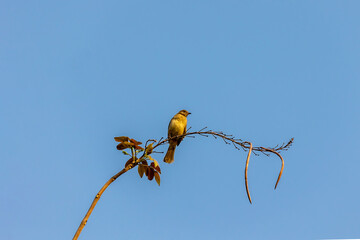 Streak-eared Bulbul (Pycnonotus blanfordi) bird on tree with blue sky background.