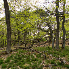 Tree branches on the ground and green leaves on trees on a spring day on the cliffs of Rotenfels in Germany.