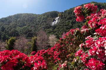 Siriphum waterfall with flowers blooming famous place in Chiang Mai, Thailand.