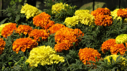 Marigold plants in bloom with beautiful yellow flowers