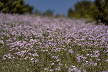 Obraz premium linen field linum usitatissimum. Flax flowers swaying in the wind. Slow motion video