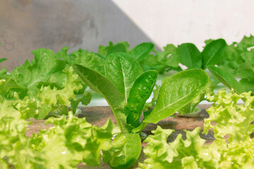 fresh vegetable growing in hydroponics system