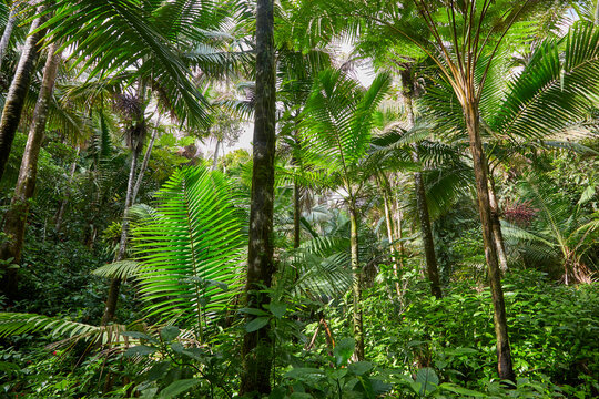 Rainforest thick with tropical plants while hiking in Puerto Rico at the National park called El Yunque