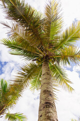 Tropical coconut tree seen from below with blue sky and clouds in the background.