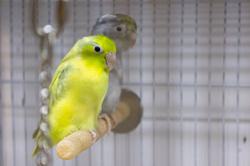 Selective focus of little tiny forpus parrotlet. Forpus is the smallest parrot bird of the world