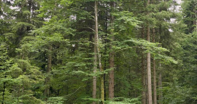 Green forest landscape with broadleaf trees.