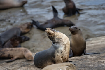 2023-12-31 A SEA LIONS WITH ITS CHIN UP SUNNING ON THE ROCKS BY THE LA JOLLA COVE NEAR SAN DIEGO CALIFORNIA