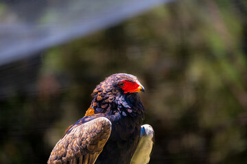 2023-12-31 A SIDE SHOT OF A HARRIS HAWK WITH A INTENSE STARE AND A BLURRY BACKGROUND