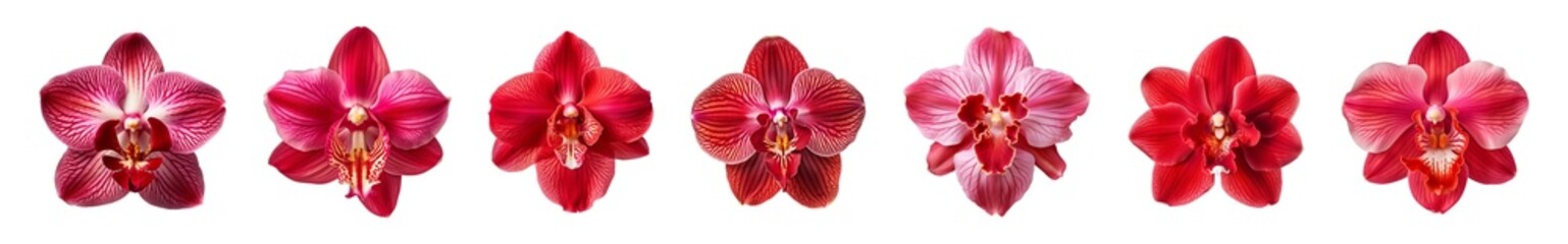 Collection of red orchid flowers on a transparent background, PNG, top view