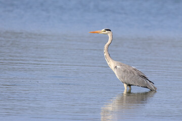 Afrikanischer Graureiher / Grey heron / Ardea cinerea